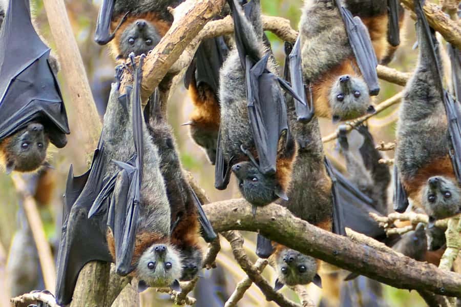 Sydney: Flying Fox Tour, Australia's Largest Bats - The van ride and the first wildlife viewing stop