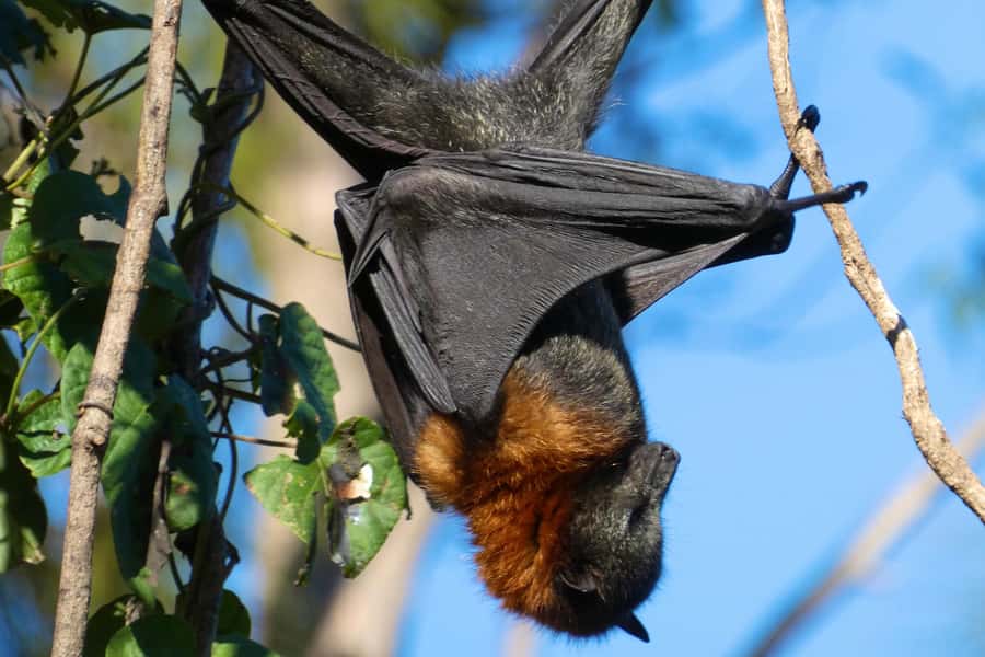 Sydney: Flying Fox Tour, Australia's Largest Bats - The guide makes a real difference: Damon and Dave’s approach