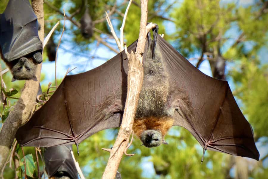 Sydney: Flying Fox Tour, Australia's Largest Bats - High-zoom cameras and shared pro photos: how you leave with real keepsakes