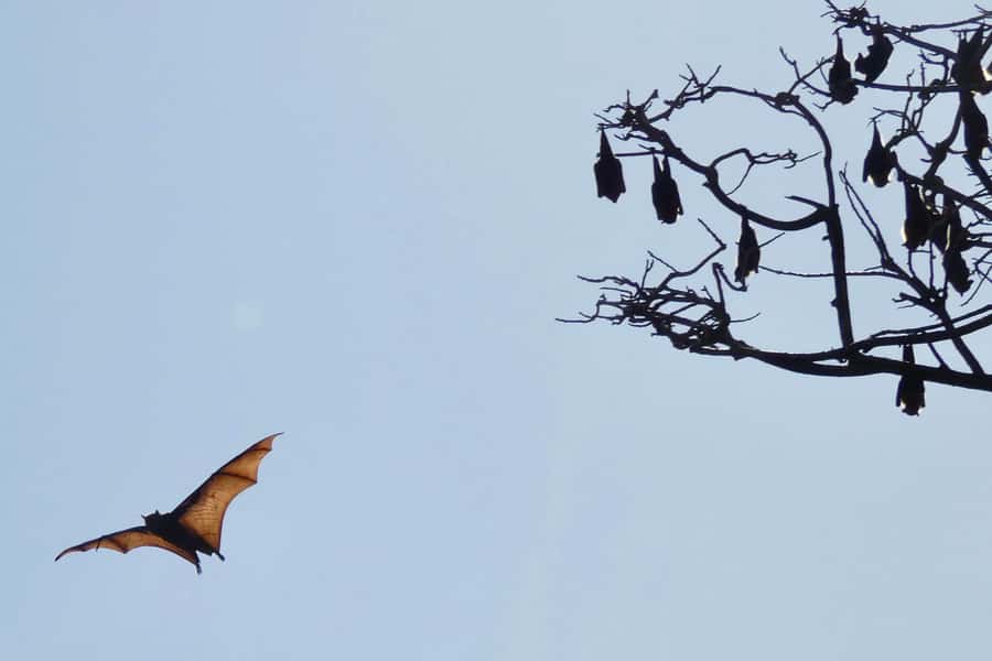 Sydney: Flying Fox Tour, Australia's Largest Bats - Snacks, water, and outdoor comfort you’ll appreciate more than you expect