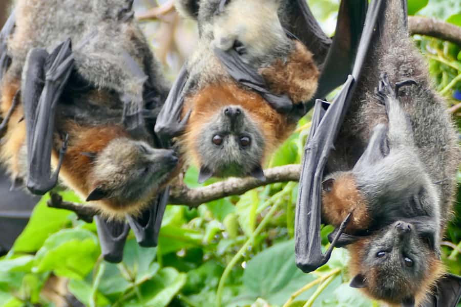 Sydney: Flying Fox Tour, Australia's Largest Bats - Logistics that affect your day: what’s included and what isn’t