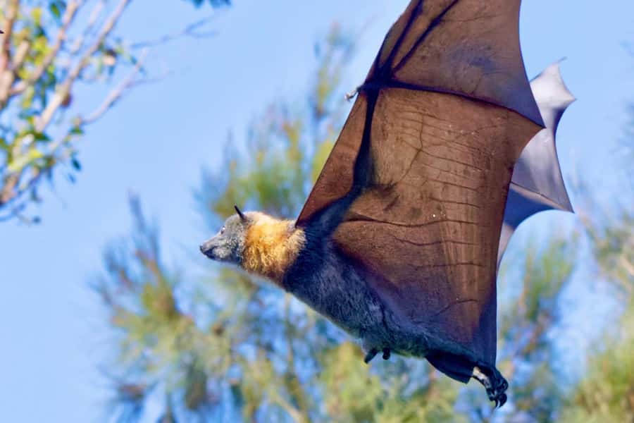 Sydney: Flying Fox Tour, Australia's Largest Bats - Meeting near Circular Quay: finding the van and getting your bearings fast