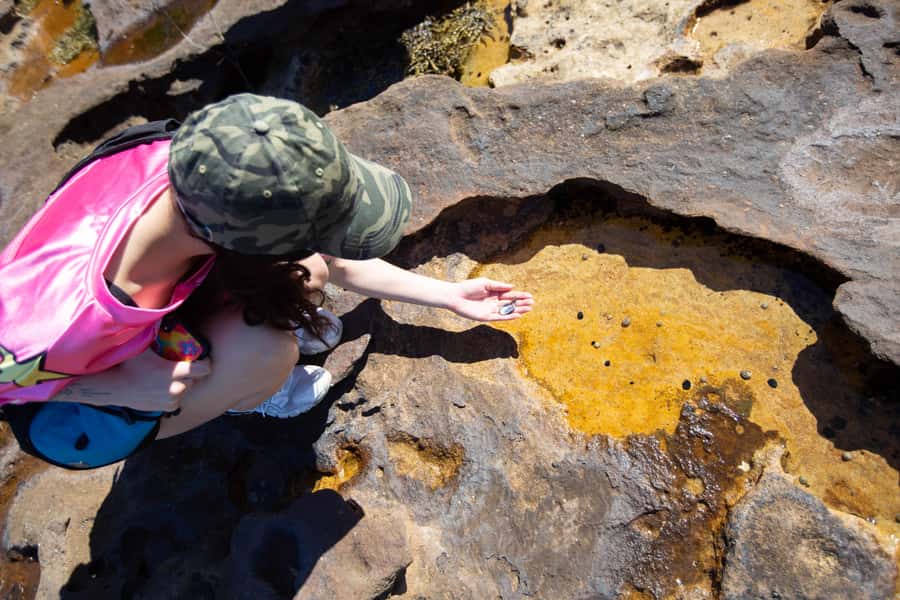 Sydney Harbour National Park 2-Hour Walking Tour - The park’s signature feel: walking under Sydney red gum
