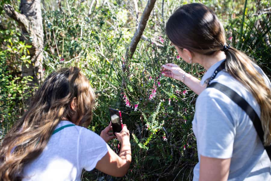 Sydney Harbour National Park 2-Hour Walking Tour - Wildlife moments in rare bushland pockets