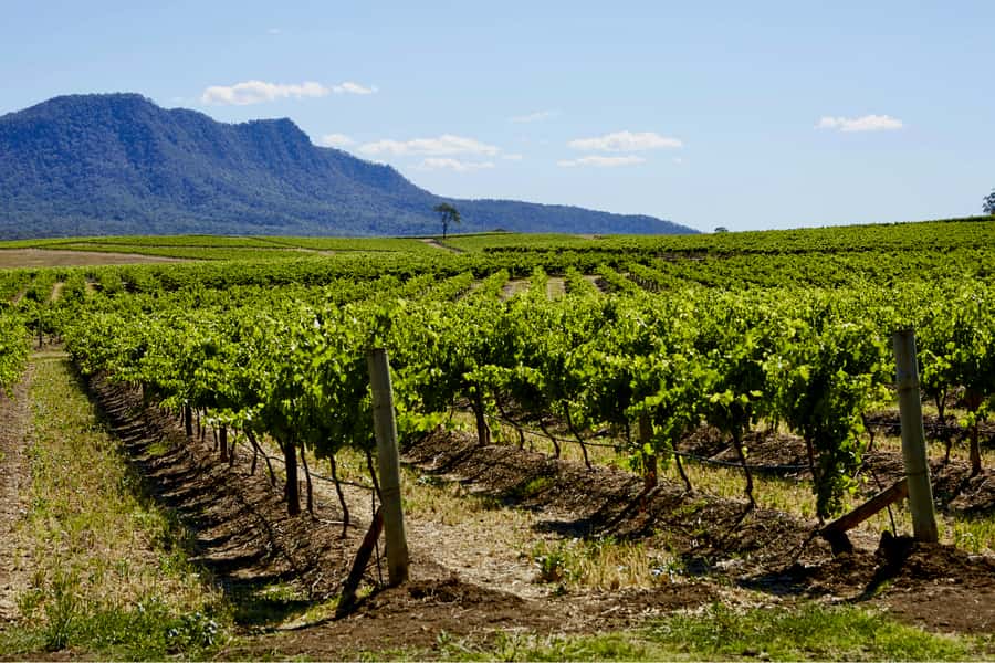 Sydney: Hunter Valley Wineries Day Trip with Food Tastings - Key things to know before you go