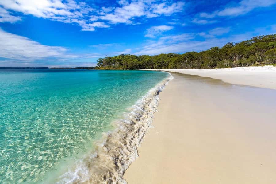 Sydney: Jervis Bay Day Trip with Dolphins, Roos & Beach Time - Cave Beach in Booderee National Park: wild kangaroos, follow-the-guide closeups