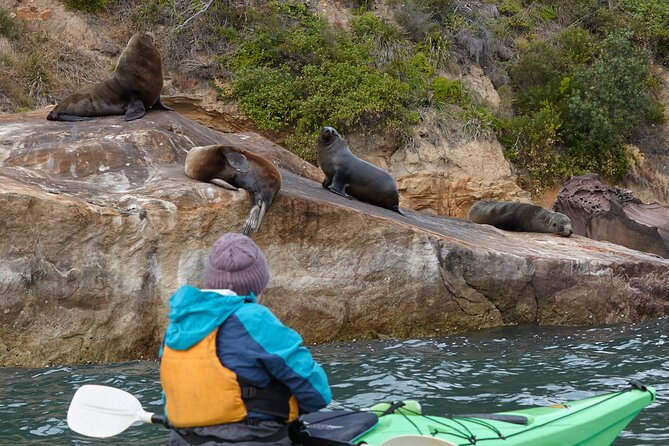 Sydney Kayak Seal Encounter Adventure with Gourmet Food - Why Palm Beach and Pittwater are the perfect kayak stage