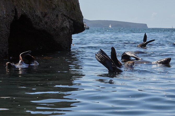 Sydney Kayak Seal Encounter Adventure with Gourmet Food - The 4-hour flow: from seal colony to beach lunch