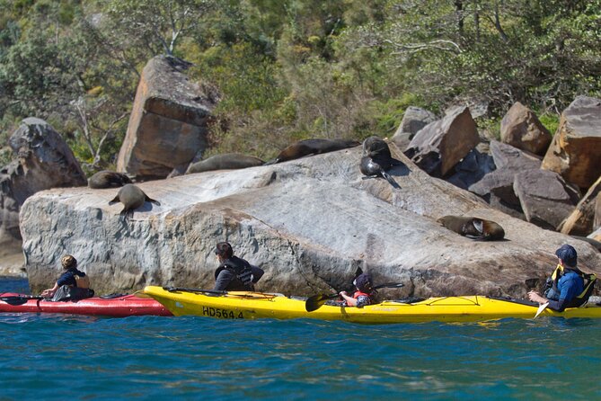 Sydney Kayak Seal Encounter Adventure with Gourmet Food - Kayaking comfort: equipment included, but your body still matters