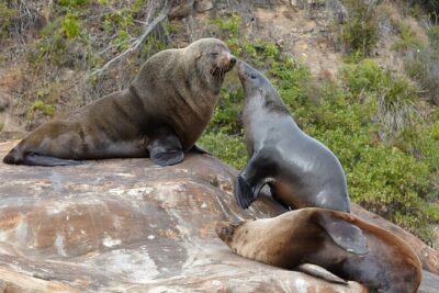 Sydney Kayak Seal Encounter Adventure with Gourmet Food - Fur seal viewing: how to make the colony time actually work