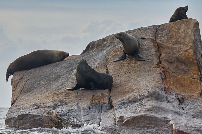 Sydney Kayak Seal Encounter Adventure with Gourmet Food - Price and value: what $149.47 really buys you