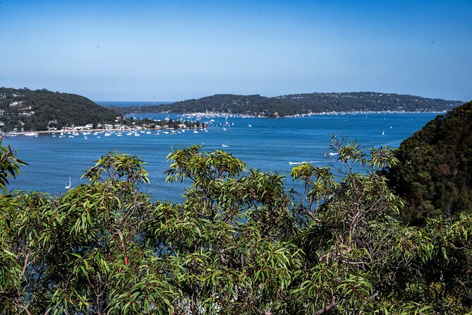 Sydney: Ku-ring-gai Chase National Park with Hike, Swim, Picnic - Resolute Beach: Golden Sand and a Much More Private Feel (Stop Three)