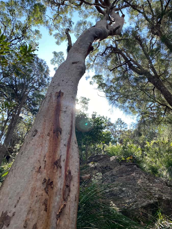 Sydney: Ku-ring-gai National Park with swim and picnic - Why Ku-ring-gai Chase feels like a real escape from Sydney