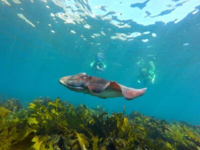 Sydney: Manly and Shelly Beach Snorkeling Tour - The 800m headland walk: why it’s not just a warm-up