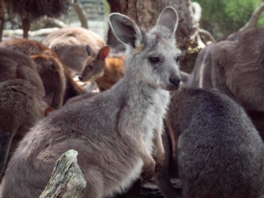 Sydney: Nature and Wildlife - Australia in One Day - Key points to know before you go