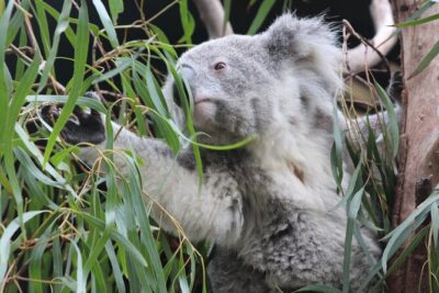 Sydney Opera House and Aussie Animals Private Tour - Featherdale Wildlife Park: kangaroos, koalas, and the animal day you actually want