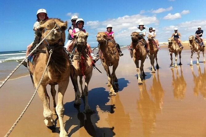 Sydney: Port Stephens Sandboarding, Dunes & Dolphin Cruise option - Price and Value: What You’re Really Paying For