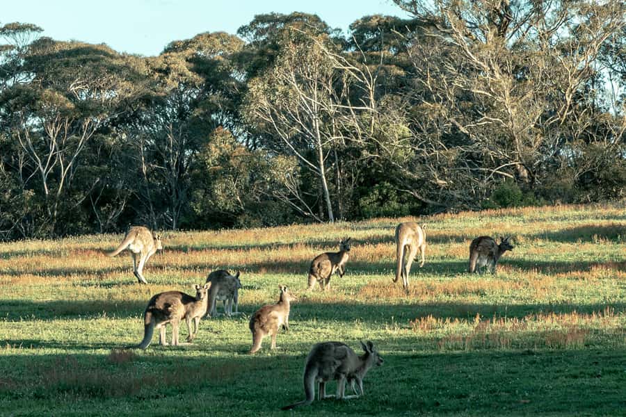 Sydney: Private Blue Mountains, Waterfalls, Walks & Meals - Dinner in Katoomba: a planned finish, not a frantic search