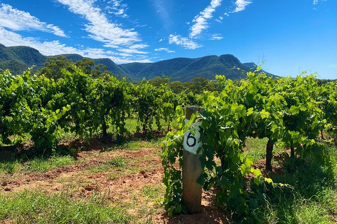 Sydney: PRIVATE Hunter Valley Wine Tasting Luxe Tour (10h) - Quick reasons this tour works so well
