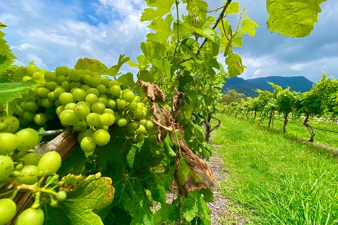 Sydney: PRIVATE Hunter Valley Wine Tasting Luxe Tour (10h) - Tastings that feel paced, not rushed: three boutique estates