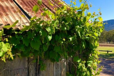 Sydney: PRIVATE Hunter Valley Wine Tasting Luxe Tour (10h) - Stop 1 in the Hunter Valley: grape-to-glass behind-the-scenes access