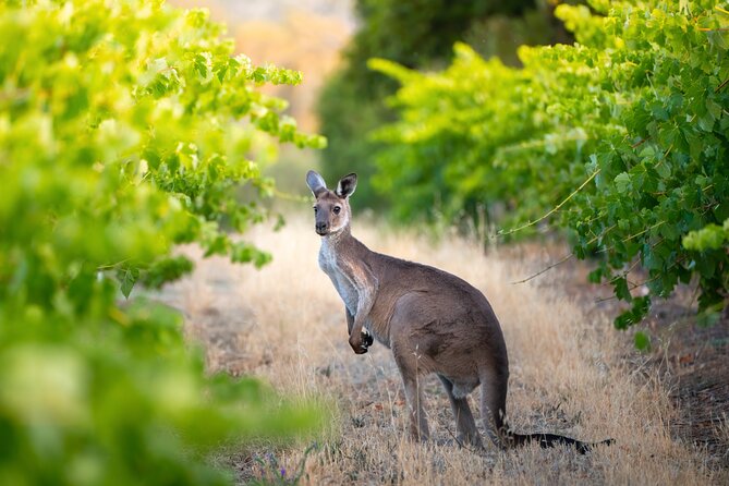 Sydney: PRIVATE Hunter Valley Wine Tasting Luxe Tour (10h) - What the $793.27 per person price buys you (and when it’s worth it)
