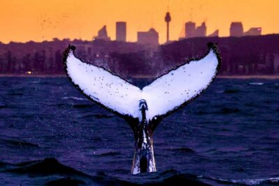 Sydney: Scenic Whale Watching Cruise - Whales Guaranteed - Catamaran Comfort and Why It Changes the Whale-Watching Game