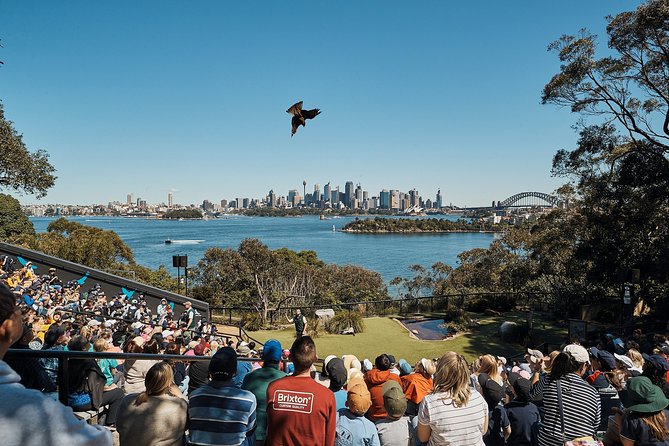 Sydney Taronga Zoo General Entry Ticket - The shows: the best way to structure your time