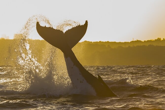 Sydney Whale Watching Adventure Cruise - The whale hunt: humpbacks, distance, and what to do when you don’t see much yet