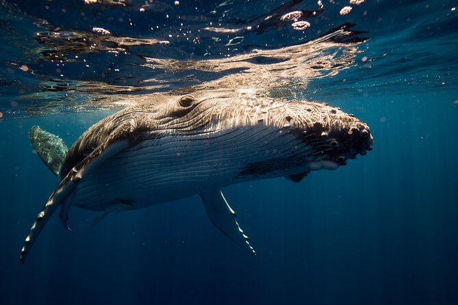 Sydney Whale Watching Adventure Cruise - Onboard comfort and onboard options: catamaran layout, snacks, and bathrooms