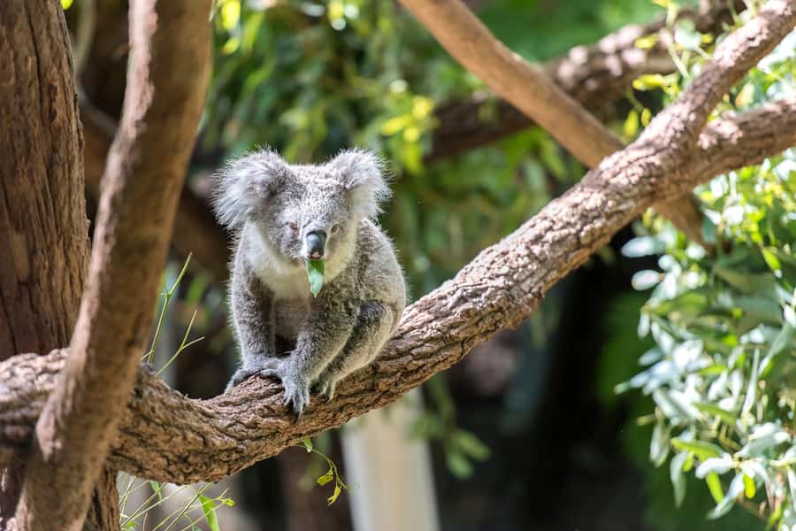 Sydney: Whale Watching Cruise and Taronga Zoo Package - Key things to know before you go