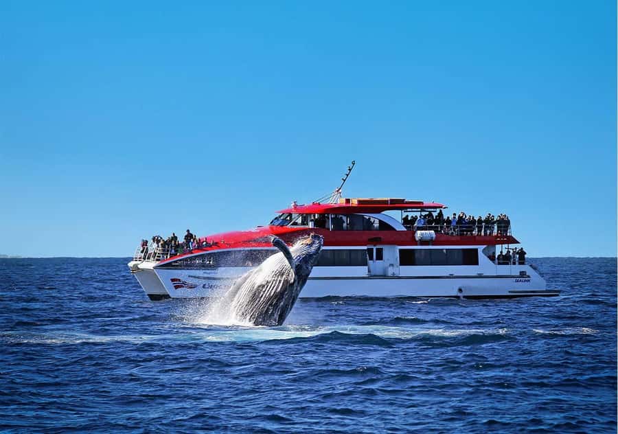 Sydney: Whale Watching Cruise and Taronga Zoo Package - Circular Quay in the morning: where the day really starts