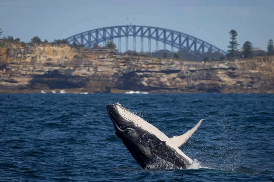 Sydney: Whale Watching Cruise and Taronga Zoo Package - Whale watching reality check: distance, movement, and what you can learn