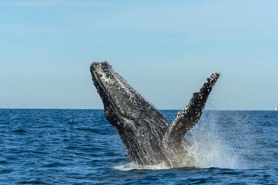 Sydney: Whale Watching Cruise and Taronga Zoo Package - Sea motion and cold wind: how to stay comfortable