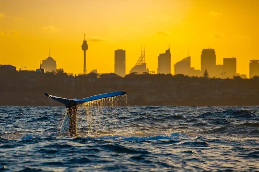 Sydney: Whale Watching Cruise and Taronga Zoo Package - Price and value: is $95 a good deal?