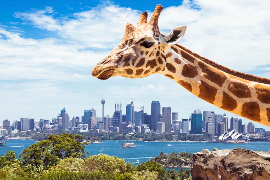 Sydney: Whale Watching Cruise and Taronga Zoo Package - 2.5 hours at sea: why the boat setup matters