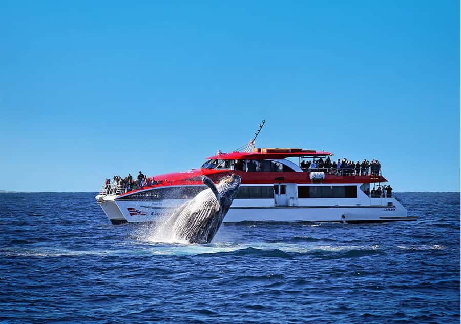 Sydney: Whale Watching & Hop On Hop Off Cruise Package - Meeting at Circular Quay Wharf 6 (Captain Cook Cruises)