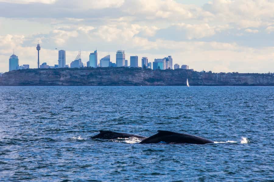 Sydney: Whale Watching & Hop On Hop Off Cruise Package - Icon Views From the Water: Opera House, Bridge, Manly, Watsons Bay