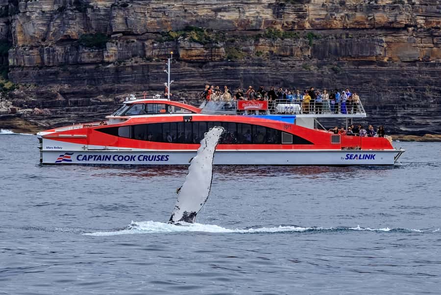 Sydney: Whale Watching & Hop On Hop Off Cruise Package - Live English Commentary: Helpful for Whales and Place Names