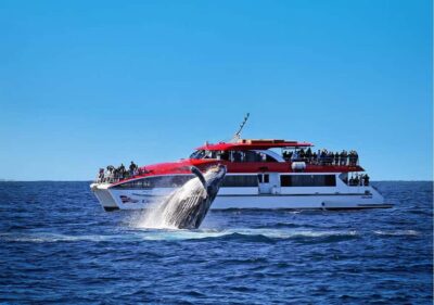 Sydney: Whale Watching & Wildlife Cruise - Getting to Circular Quay Wharf 6 and Settling In