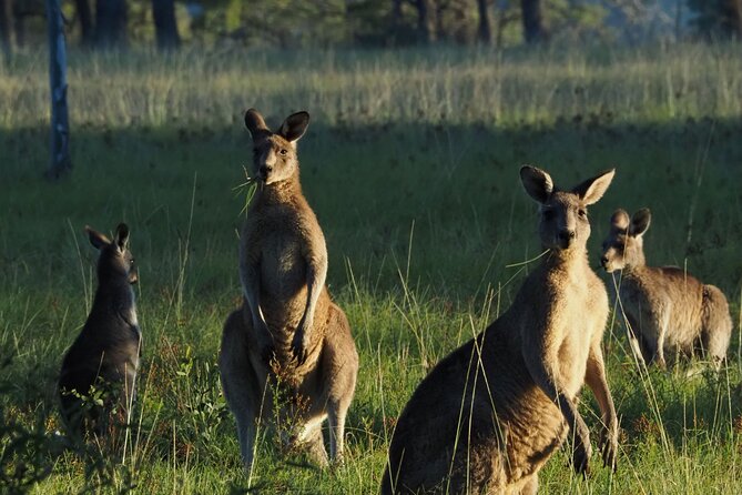 Sydney Wildlife Safari - Key highlights to plan for