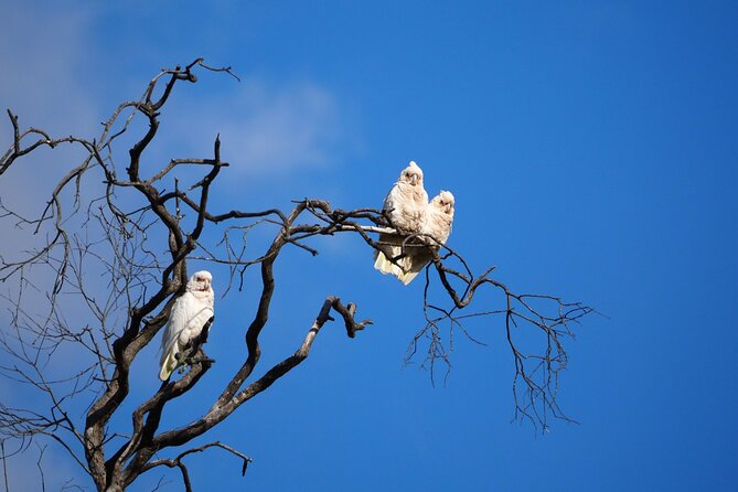 Sydney Wildlife Safari - Birding with timing: kookaburras, parrots, and the joy of noticing details