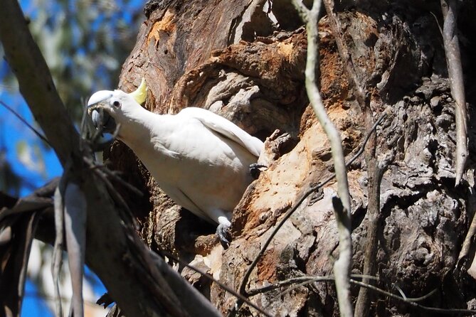 Sydney Wildlife Safari - Great Western Wildlife Corridor: why habitat connections matter