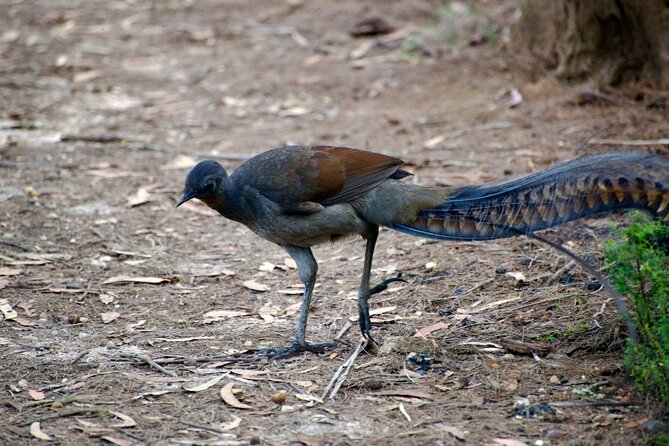 Sydney Wildlife Safari - Dusk platypus search: the rare moment you plan around