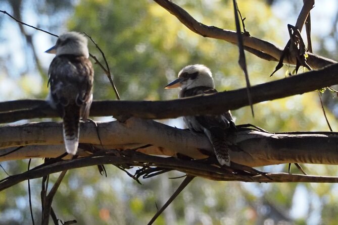 Sydney Wildlife Safari - Dinner at Australia’s oldest licensed inn: a warm reset before night spotting