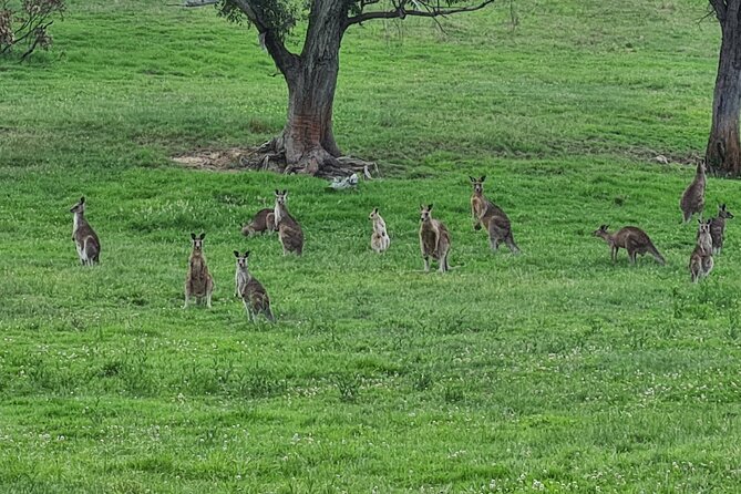 Sydney Wildlife Safari - Night spotlighting for wombats, possums, and Tawny Frogmouths
