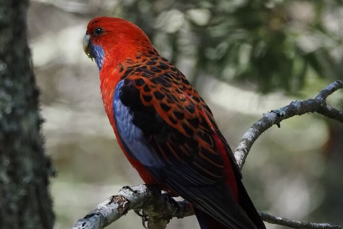 Sydney Wildlife Safari - Private farmland and bushland spotting: how the guide works the day