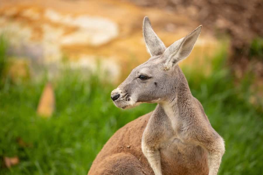 Sydney Zoo Admission Ticket - Key Points I’d Focus On