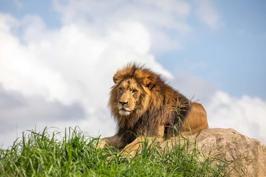 Sydney Zoo Admission Ticket - Walking comfort, heat, and the practical stuff that affects your day