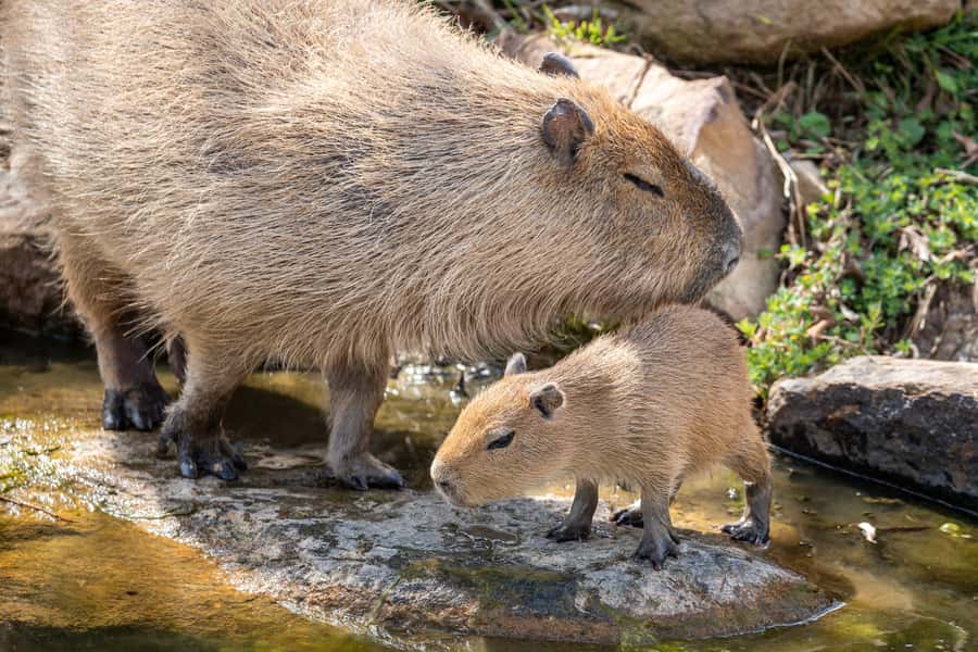 Sydney Zoo Admission Ticket - Sydney Zoo at Eastern Creek: a one-day plan that stays simple